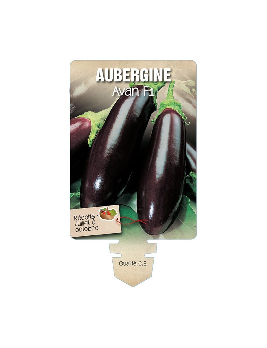 AUBERGINE AVAN F1 *