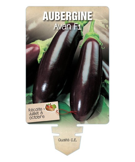 AUBERGINE AVAN F1 *