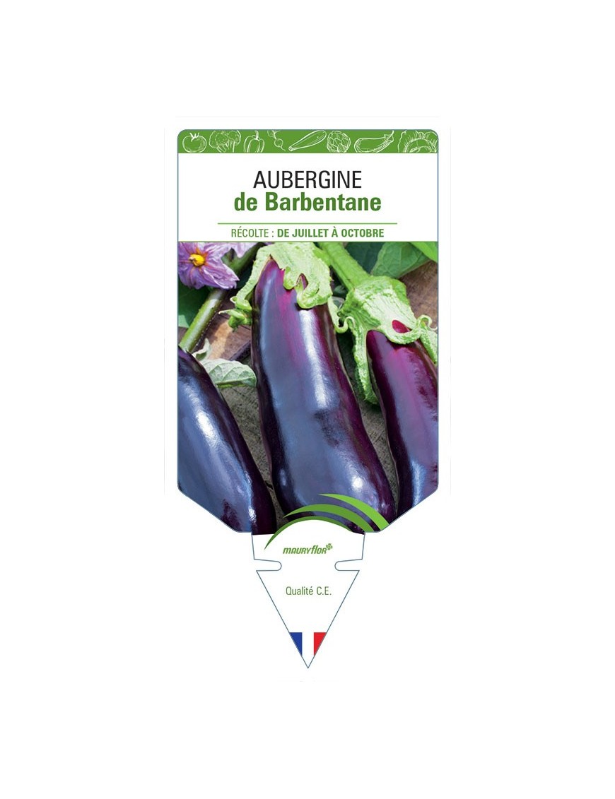 AUBERGINE DE BARBENTANE