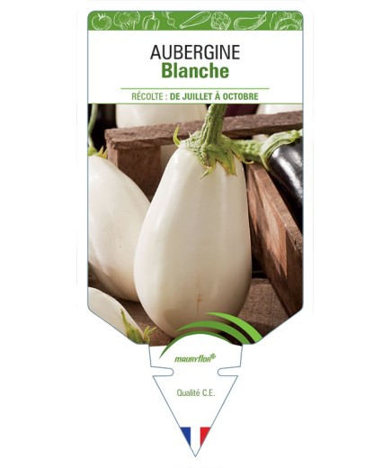 AUBERGINE BLANCHE