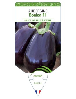 AUBERGINE BONICA F1