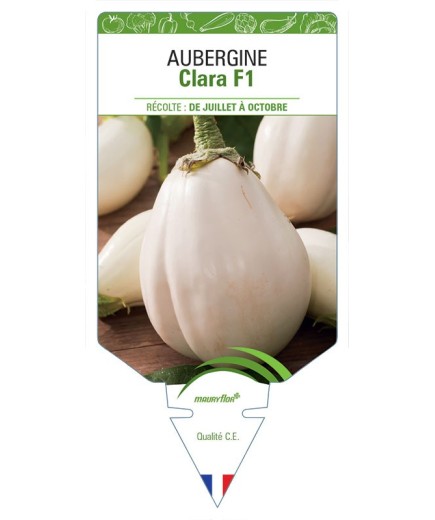 AUBERGINE (blanche) CLARA F1