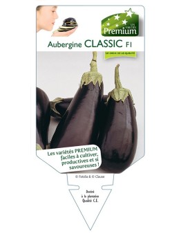 AUBERGINE CLASSIC F1