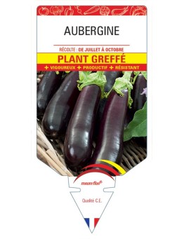 AUBERGINE PLANT GREFFÉ