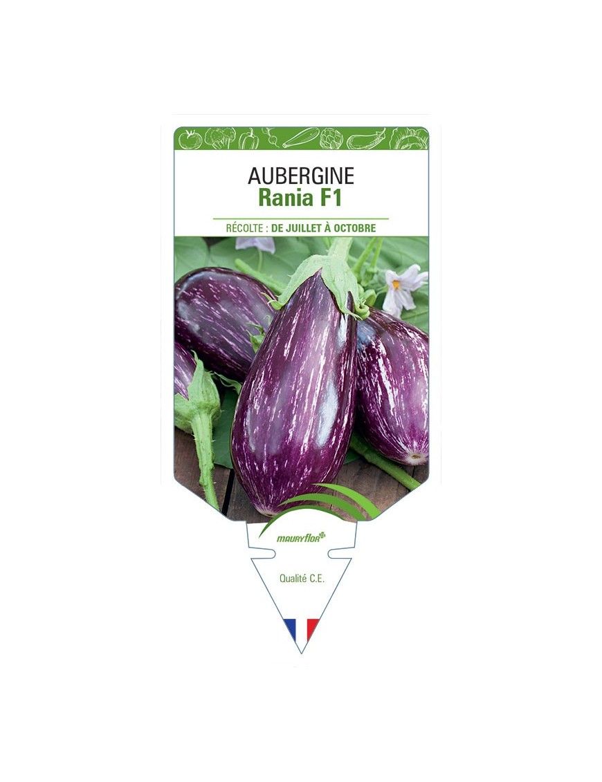 AUBERGINE RANIA
