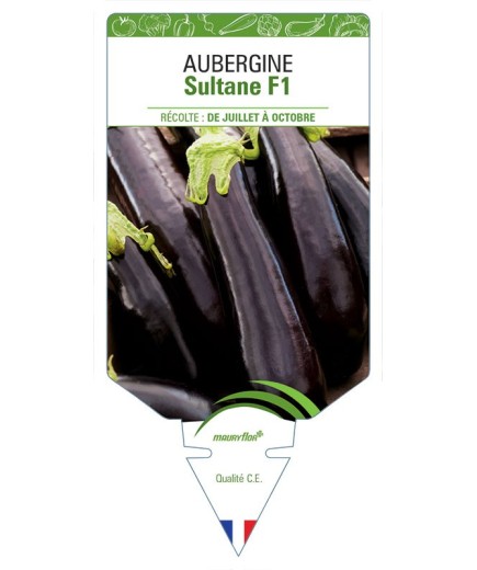 AUBERGINE SULTANE F1