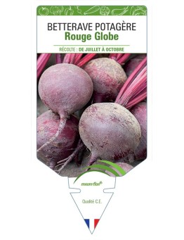 BETTERAVE ROUGE GLOBE