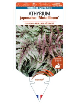 ATHYRIUM niponicum pictum Metallicum japonaise