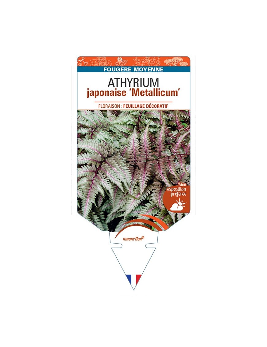 ATHYRIUM niponicum pictum Metallicum japonaise