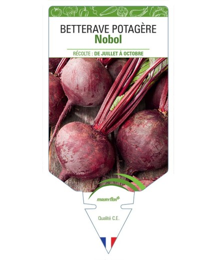 BETTERAVE ROUGE NOBOL