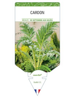 CARDON *