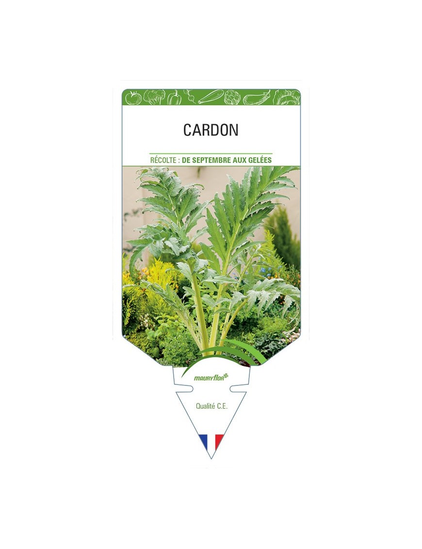 CARDON *
