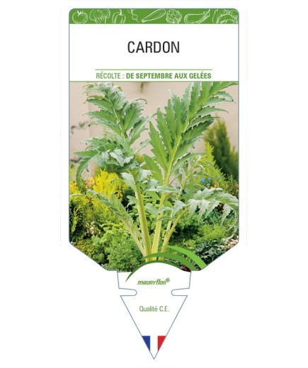 CARDON *