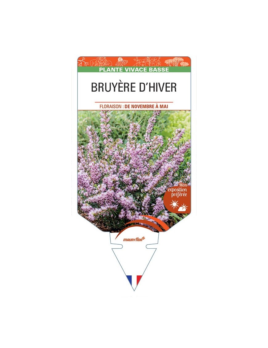 ERICA darleyensis voir BRUYÈRE D’HIVER (rose clair)