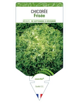 CHICORÉE FRISÉE