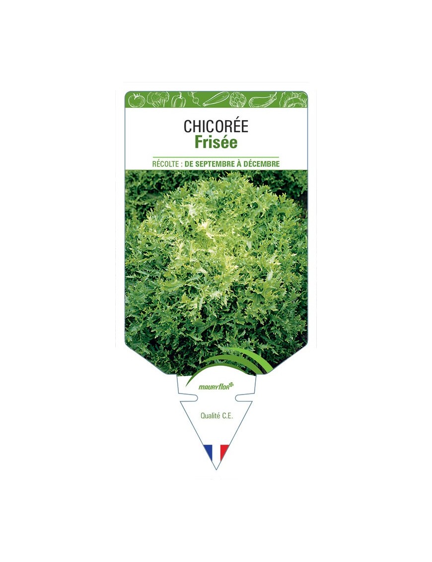 CHICORÉE FRISÉE