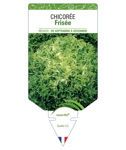 CHICORÉE FRISÉE