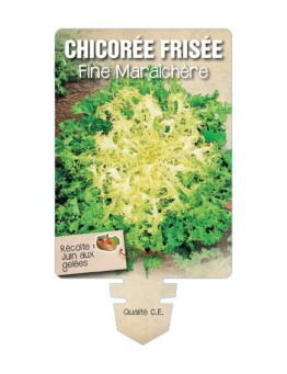 CHICORÉE FRISÉE FINE MARAICHÈRE *