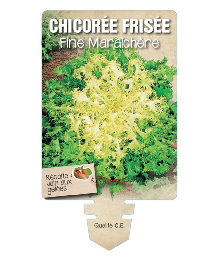 CHICORÉE FRISÉE FINE MARAICHÈRE *