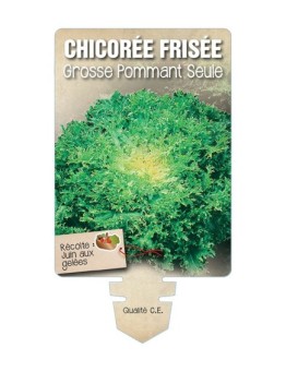 CHICORÉE FRISÉE GROSSE POMMANT SEULE *