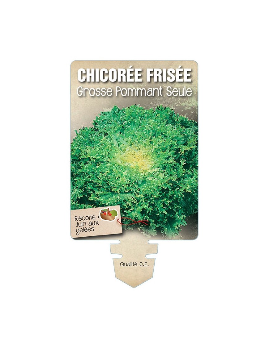CHICORÉE FRISÉE GROSSE POMMANT SEULE *