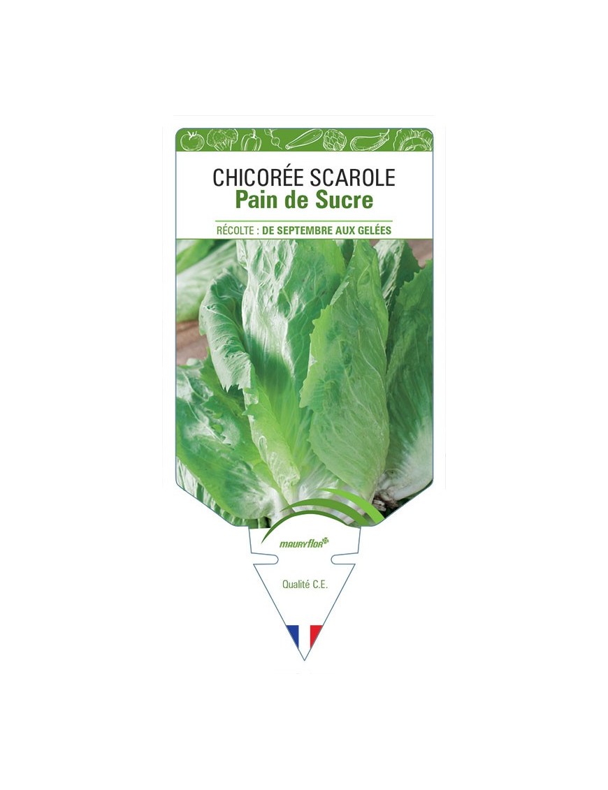 CHICORÉE PAIN DE SUCRE