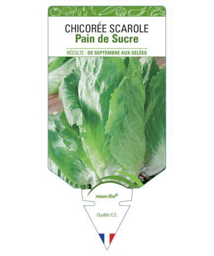 CHICORÉE PAIN DE SUCRE