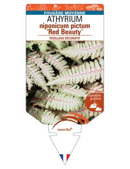 ATHYRIUM niponicum pictum Red Beauty