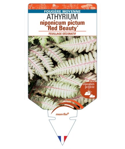 ATHYRIUM niponicum pictum Red Beauty