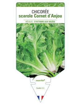 CHICORÉE SCAROLE CORNET D'ANJOU