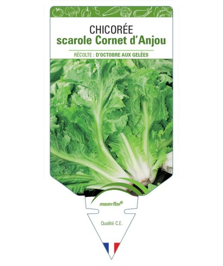 CHICORÉE SCAROLE CORNET D'ANJOU
