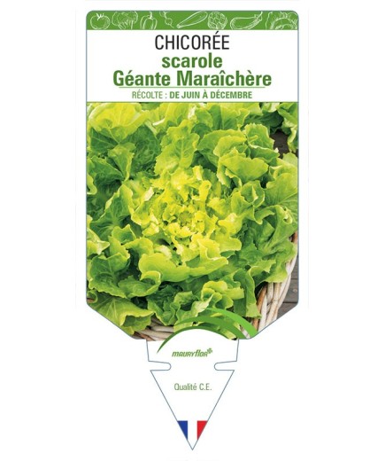 CHICORÉE SCAROLE GEANTE MARAICHÈRE *