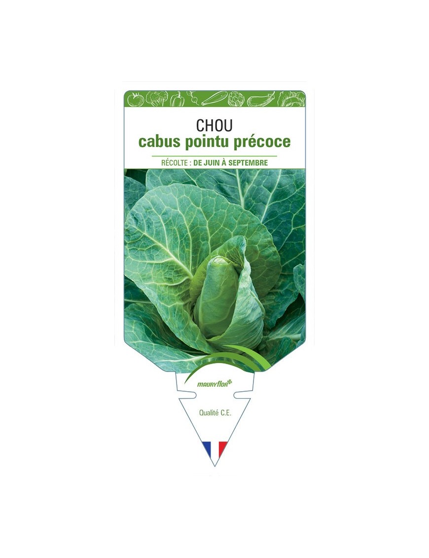 CHOU CABUS POINTU PRÉCOCE