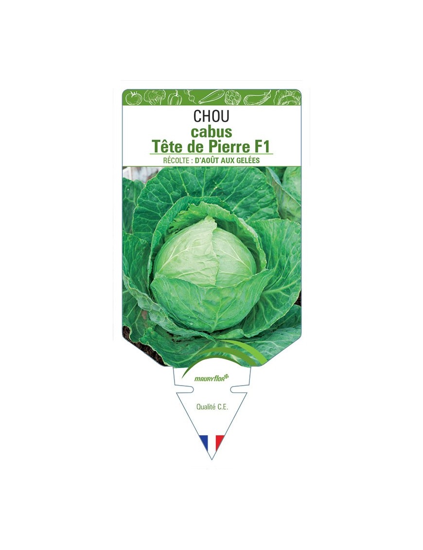 CHOU CABUS TÊTE DE PIERRE F1