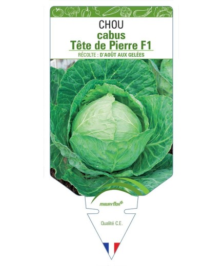 CHOU CABUS TÊTE DE PIERRE F1