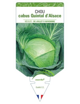 CHOU CHOUCROUTE QUINTAL D'ALSACE