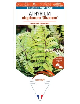 ATHYRIUM otophorum Okanum