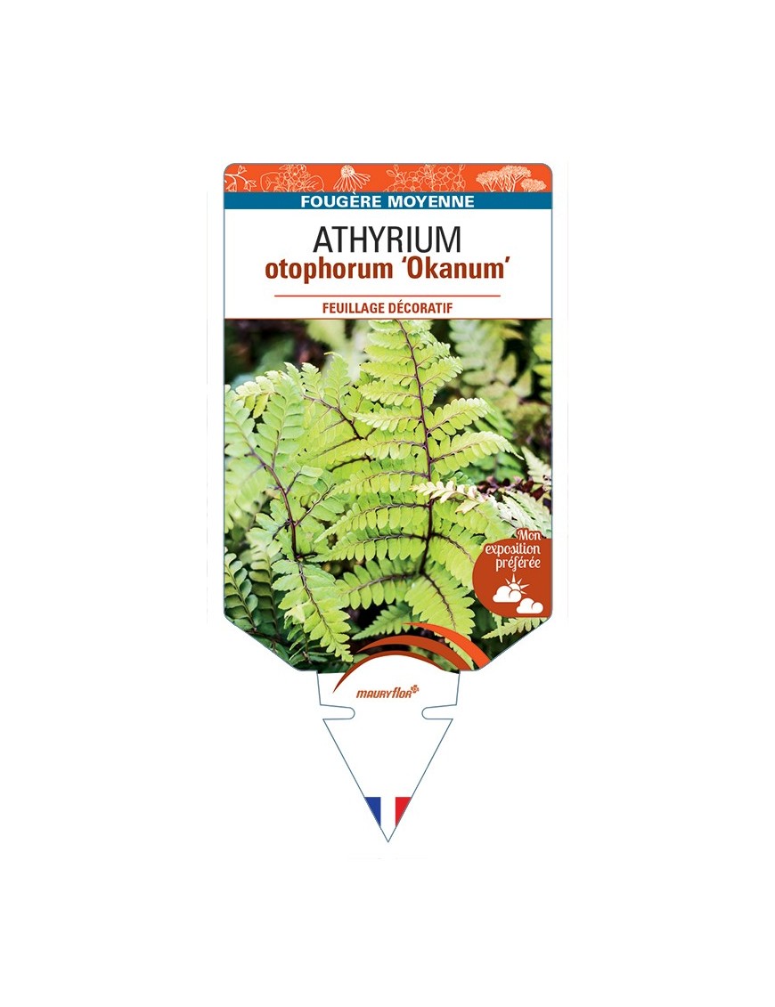 ATHYRIUM otophorum Okanum