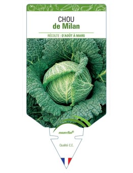 CHOU DE MILAN