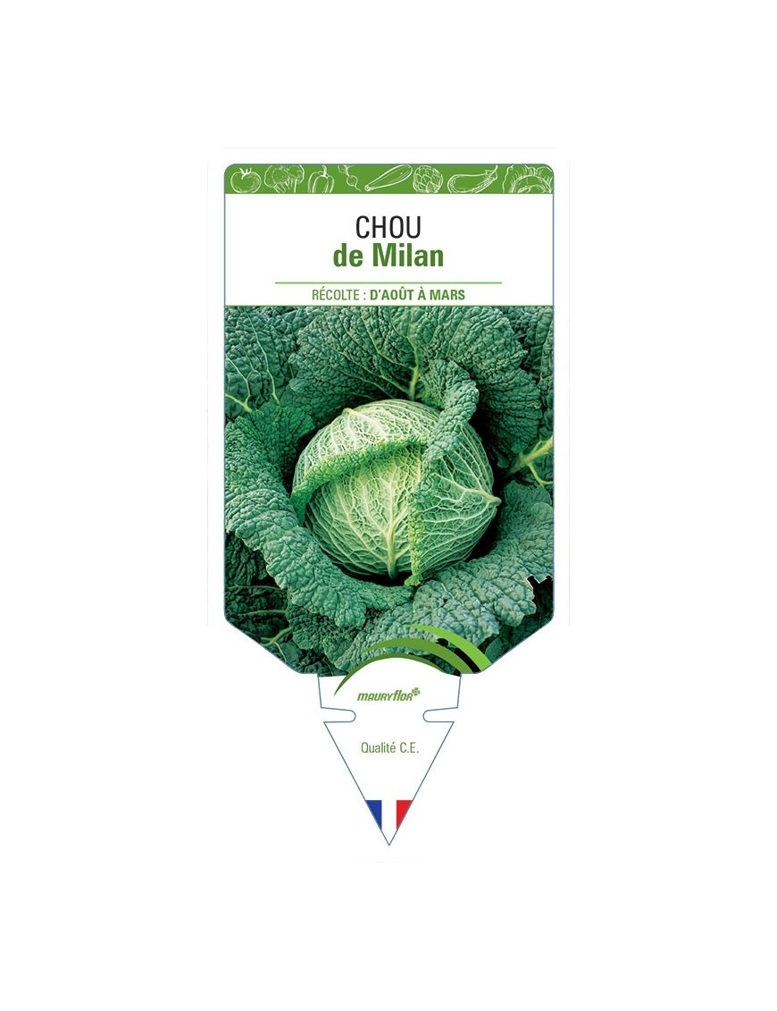 CHOU DE MILAN