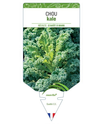 CHOU KALE