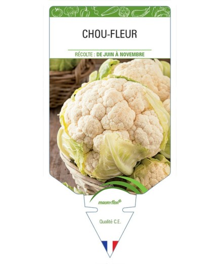 CHOU-FLEUR