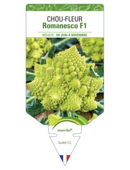 CHOU-FLEUR ROMANESCO F1