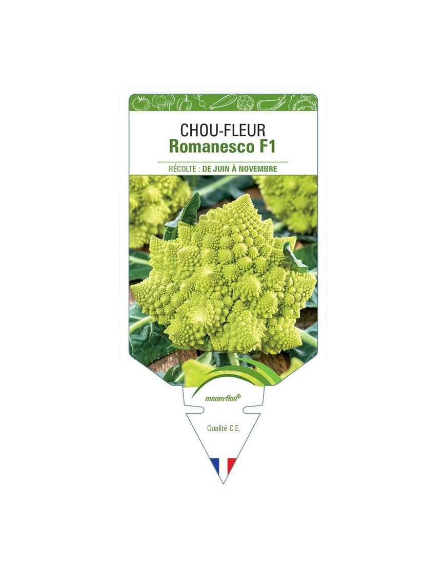 CHOU-FLEUR ROMANESCO F1