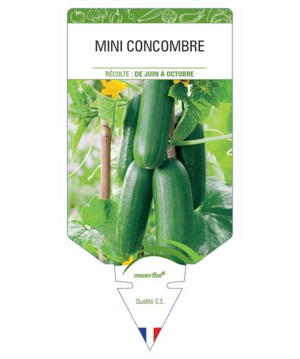 CONCOMBRE (mini)