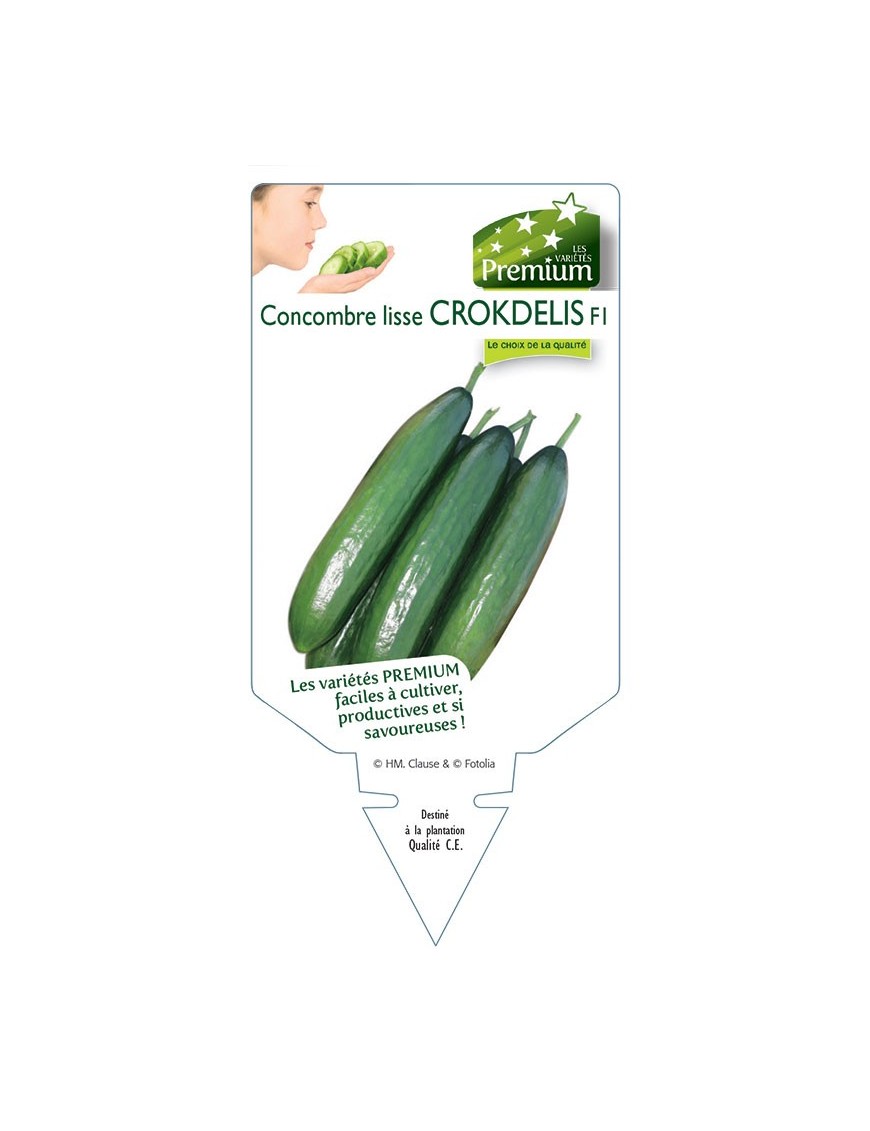 CONCOMBRE lisse CROKDELIS F1