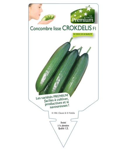 CONCOMBRE lisse CROKDELIS F1