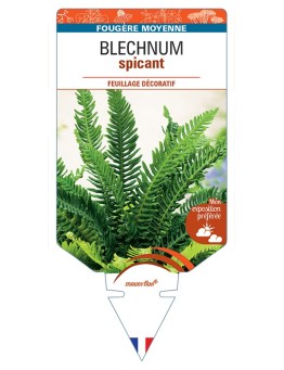 BLECHNUM spicant