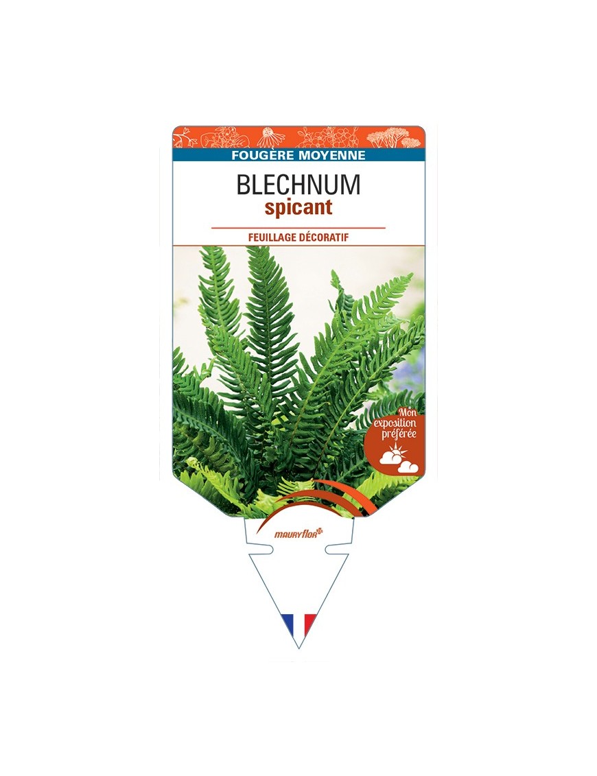 BLECHNUM spicant