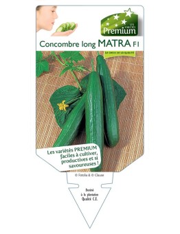 CONCOMBRE long MATRA F1